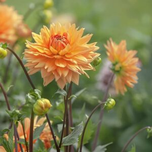 Votaniki Noordwijks Glorie Dahlia Bulbs - Perennial, Large, and Showy Dahlia Flowers | Long Lasting Blooms - Perfect for Any Garden