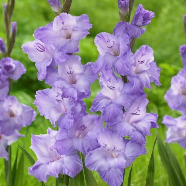 Votaniki Royal Gladiolus Mix Bulbs - Long Lasting Flower, Multiple Blooming Perennial Gladiolus Bulbs for Planting - Low Maintance & Easy to Grow