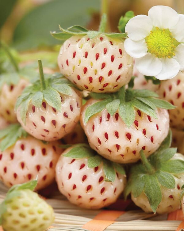 Votaniki Pineberry White Strawberry - Perennial Strawberry Grade #1 Bare Root Ready to Plant | Edible Strawberry, White Flowers & Pale Pink Berries - Easy to Grow