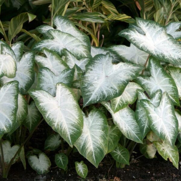 Votaniki Aaron Caladium Bulbs - Perennial, Striking Foliage Display - Caladium Bulbs for Planting | Colorful and Low Maintenance Plant - Perfect for Indoor and Outdoor Use