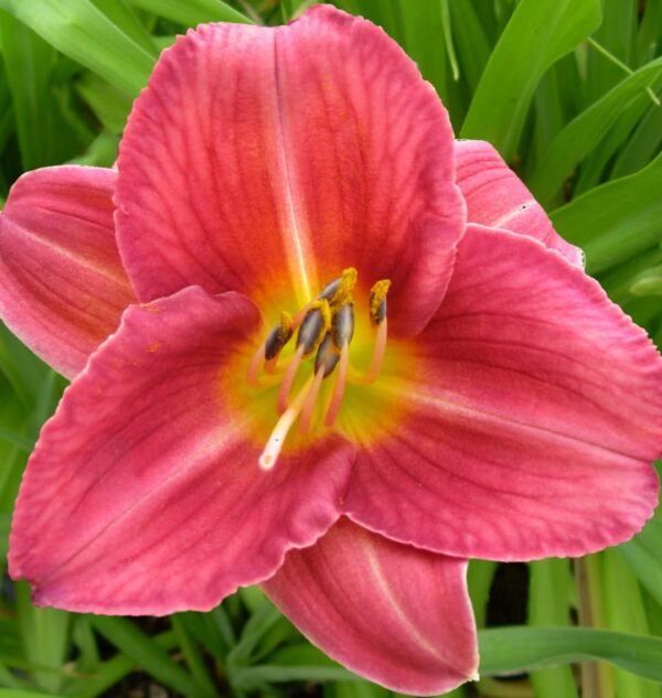 Votaniki Hemerocallis 'Rosey Returns Daylily' - Long Blooming, Perennial Daylily Bare Root for Plant | Perfect Addition to Any Garden - Easy to Gow and Low Maintenance