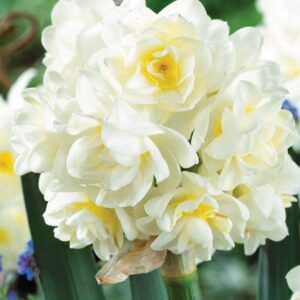 Daffodil Narcissus Erlicheer, Daffodil Bulbs for Fall Planting 10 - Flower Bulbs Bulk