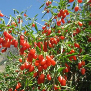 Votaniki Goji Berry 1-2 Ft Plant - Perennial with High Yield Goji Berry Plant | Great for Home and Garden - Easy to Grow, Low Maintenance, and Self-Pollinating Goji Berry Plant!