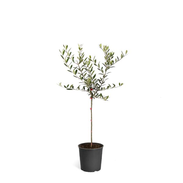 Votaniki Arbequina Olive Tree 1-2 Feet Tall Plant Pot - Olive Tree Live Plants Outdoor Fruiting Tree Plants - Olive Branch Indoor Plants Live Houseplants Patio Live Olive Trees | No Shipping to AZ