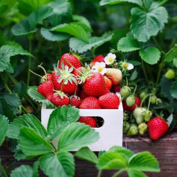 Votaniki Strawberries Honeoye Bare Root - Large Berry, High Yielding Perennial Junebearing Strawberry Plants | Perfect fo Container & Ground Cover - Easy to Grow