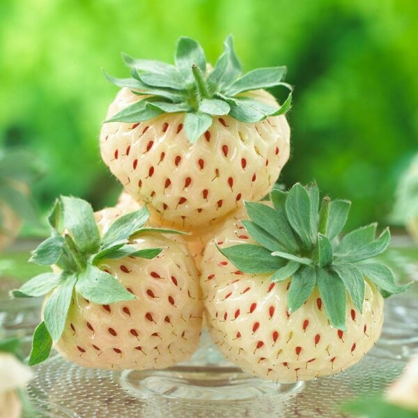 Votaniki Pineberry White Strawberry - Perennial Strawberry Grade #1 Bare Root Ready to Plant | Edible Strawberry, White Flowers & Pale Pink Berries - Easy to Grow