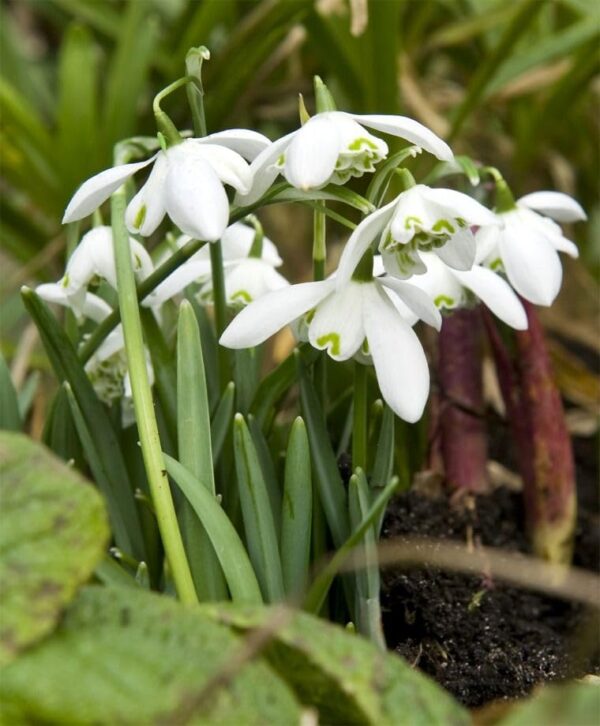 Votaniki Galanthus Nivalis Flore Pleno - Perennial Flowering Double Snowdrop | Long Lasting Blooms, Spring Flower Bulbs - Easy to Grow