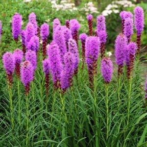 Votaniki Liatris Spicata Purple Flower Seeds - 10 Color Purple Blazing Star Seeds Planting Seeds Flower Seeds to Plant Outside - Live Flower Bulbs Liatris Bulbs Perennial Flower Seeds and Bulbs