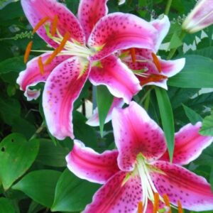 Votaniki Stargazer Oriental Lily Bulbs - Pink, Red, White Colors Lily Bulbs | Attracts Pollinators, Cut Flower Garden, Easy to Grow & Maintain, Fragrant Bloom