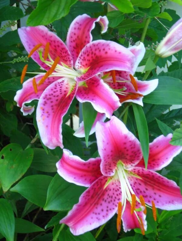 Votaniki Stargazer Oriental Lily Bulbs - Pink, Red, White Colors Lily Bulbs | Attracts Pollinators, Cut Flower Garden, Easy to Grow & Maintain, Fragrant Bloom