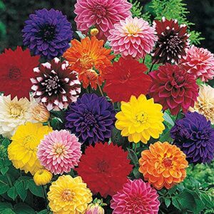 Votaniki 3 Decorative Dahlia Bulbs Mix Flower - Dahlia Tubers Flower Seeds for Planting Outdoors Tuberose Bulb Root Flower Seeds to Plant Outside - Plant Tubers for Planting Flowers Plant Bulbs Dahlia