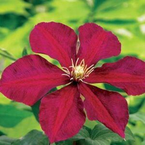 Votaniki Niobe Clematis Root Start - Long Lasting Blooms, Perennial Clematis Flowering Plant - Live Plant, Fast Growing, Low Maintenance, Easy to Care