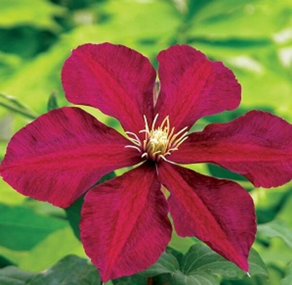 Votaniki Niobe Clematis Root Start - Long Lasting Blooms, Perennial Clematis Flowering Plant - Live Plant, Fast Growing, Low Maintenance, Easy to Care