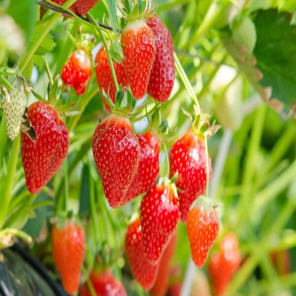 Votaniki Eversweet Strawberry - Perennial Strawberry Bare Roots Ready to Plant | Large Fruits, High Yielding Sweet Strawberry Plants - Easy to Grow