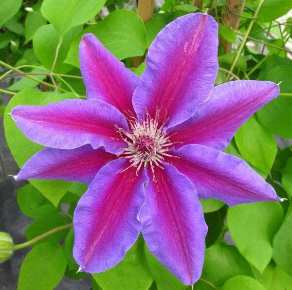 Votaniki Fireworks Clematis Roots for Planting - Perennial, Large Bloom Clematis | Beautiful Deep Pink and Purple Flowering Vine - Starter Plants Ready for Garden