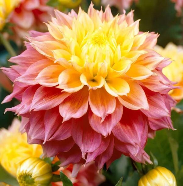 Votaniki Kogane Fubuki Dahlia Bulbs - Decorative Flowering Dahlia Bulbs for Plant | Kogane Fubuki Dahlia Perfect for Borders, Beds and Cut Flowers - Easy to Grow Perennial Dahlia Bulbs