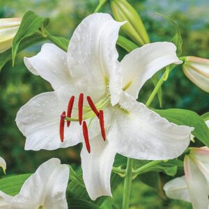 Votaniki Casa Blanca Oriental Lily Bulbs - Fragrant and Long-Lasting, Perennial Lily Flower Bulbs - Attracts Pollinators, Casa Blanca Lily Bulbs for Planting