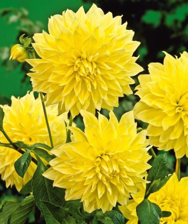 Votaniki Kelvin Floodlight Dahlia Bulbs - Perennial,Vibrant, Large-Blooming, and Easy-to-Grow Dahlia Flowers for Garden