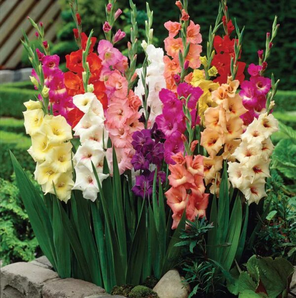 Votaniki Sunset Gladiolus Mix Bulbs for Planting - Large Flowering Gladiolus Bulb, Long-Lasting Cut Flowers, Attracts Hummingbird and Butterflies, Easy to Grow