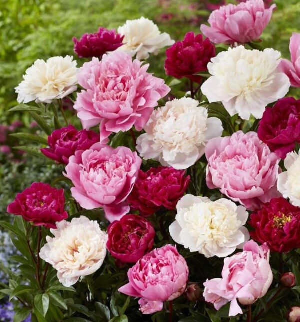 Double Peony Mixed Bare Root - Perennial, Fragrant Long Lasting Blooms | Paeonia Lactiflora Flower - Easy to Grow - Perfect for Cut