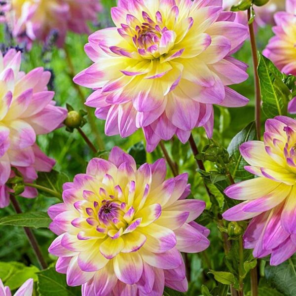 Votaniki Decorative Dahlia Sagitta Tubers - Lage & Bicolor Flowering Sagitta Dahlia, Perennial Dahlia Tubers for Planting | Double Flowers, Summer Blooming Dahlia - Easy to Grow