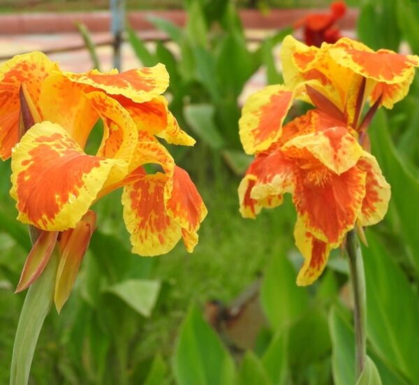 Votaniki Yellow King Humbert Canna Lily Bulbs - Perennial, Large Blooms | Bring Sunshine to Garden - King Humbert Canna Lily Bulbs for Planting, Easy to Grow