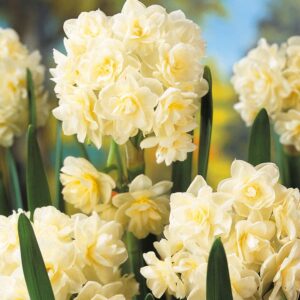 Votaniki Summer Daffodil Narcissus Erlicheer - Fragrant Blooms, Perennial Daffodil Bulbs for Planting | Summer Flowering Daffodil Bulbs - Easy to Grow