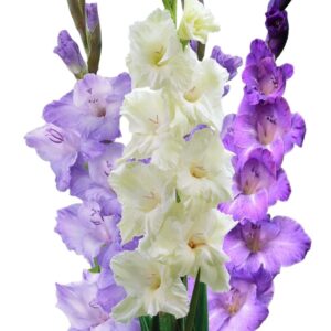 Votaniki Royal Gladiolus Mix Bulbs - Long Lasting Flower, Multiple Blooming Perennial Gladiolus Bulbs for Planting - Low Maintance & Easy to Grow