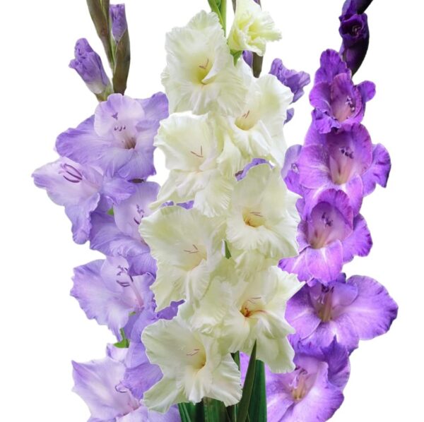 Votaniki Royal Gladiolus Mix Bulbs - Long Lasting Flower, Multiple Blooming Perennial Gladiolus Bulbs for Planting - Low Maintance & Easy to Grow