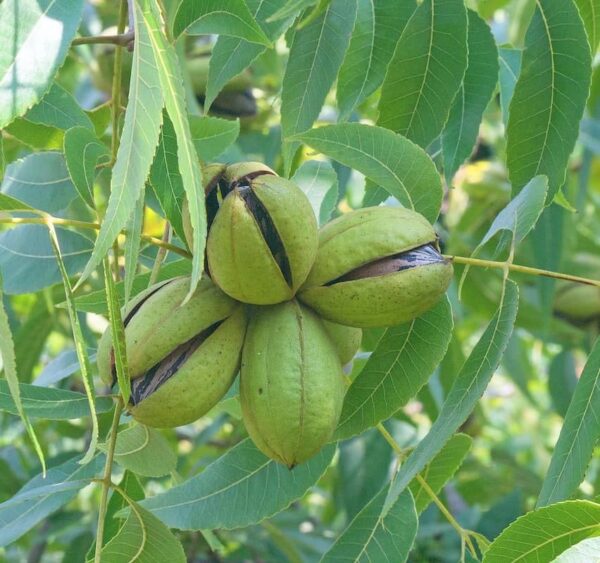 Votaniki Colby Pecan Tree 1-2 Ft for Planting - Start Potted Tree, Ready to Plant | Long-Lived and Highly Productive Colby Pecan Tree | Easy to Grow and Maintain