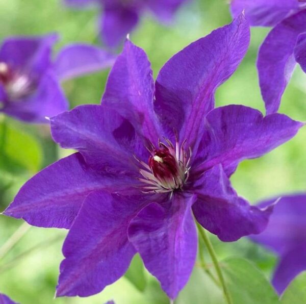 Votaniki Clematis The President Roots - Perennial Flower, Vibrant Blooms | Clematis The President - Starter Plants Ready for The Garden - Purple Blue Flowering Vine, Easy to Grow