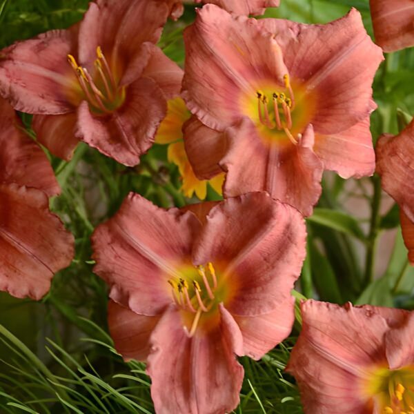 Votaniki Hemerocallis 'Rosey Returns Daylily' - Long Blooming, Perennial Daylily Bare Root for Plant | Perfect Addition to Any Garden - Easy to Gow and Low Maintenance