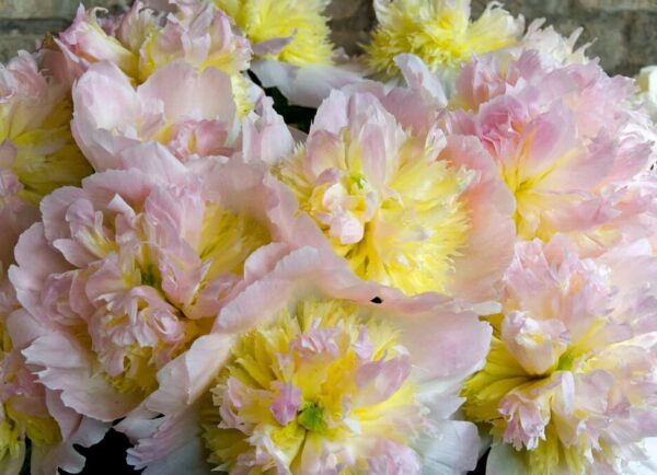 Votaniki Honey Gold Peony Bulbs for Planting - Fragrant, Spectacular Large Peony Flowering Bulbs | Hardy and Easy to Grow, Long Blooming Peony Flower Plant