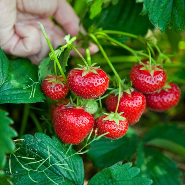 Votaniki Strawberries Honeoye Bare Root - Large Berry, High Yielding Perennial Junebearing Strawberry Plants | Perfect fo Container & Ground Cover - Easy to Grow