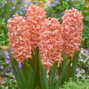 Votaniki Gypsy Queen Hyacinth Bulbs - Perennial (Dutch Hyacinth), Fragrant Blooms | Top Sized Hyacinth Bulbs 16/17 Cm - Spring Flower Bulbs