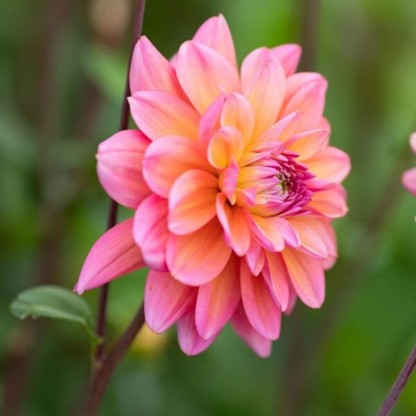 Votaniki Great Silence Dahlia Tuber - Large Blooms Perennial, Dahlia Decorative Great Silence Tuber - Vibrant and Dramatic Blooms for Outdoor Space - Easy to Grow