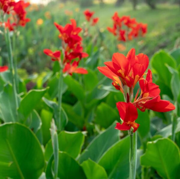 Votaniki Brilliant Canna Lily Bulbs for Planting | Perennial Lily, Long Lasting Blooms | Red Flowering Canna Lily Bulbs - Easy to Grow