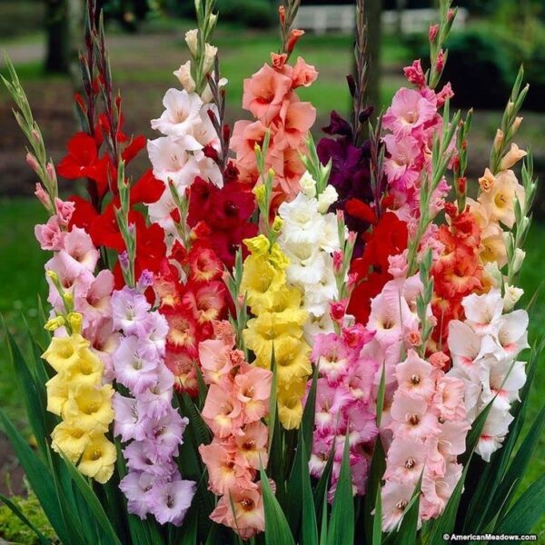 Votaniki Rainbow Mixed Gladiolus Bulbs Large Flowering Rainbow Mix Gladiolus are Planted in The Spring and Bloom in The Summer