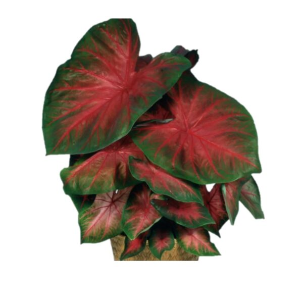 Votaniki John Peed Caladium - Perennial Caladium Bulbs for Planting, | Red & Green Leaf Caladium - Easy to Grow & Low Maintenance