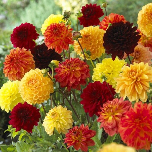 Votaniki Dahlia Tequila Mix Bulbs - Perennial, Vibrant and Long Lasting Blooms for Any Garden | Easy to Grow and Pollinator Friendly