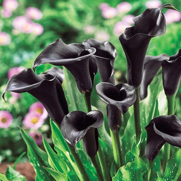 Votaniki Odessa Calla Lily Bulbs - Versatile, Long Lasting Beauty, Hybrid Calla Lily Odessa | Vibrant Blooms for Stunning Gardens - Easy to Grow and Low Maintenance