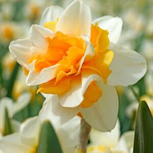 Votaniki Daffodil Sweet Desire - Perennial Double Daffodil (Narcissus Double 'Sweet Desire') Bulbs for Planting | Long Lasting, Blooms, Spring Flower Bulbs, Easy to Grow Daffodil