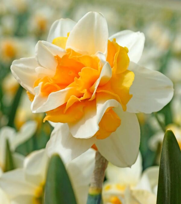 Votaniki Daffodil Sweet Desire - Perennial Double Daffodil (Narcissus Double 'Sweet Desire') Bulbs for Planting | Long Lasting, Blooms, Spring Flower Bulbs, Easy to Grow Daffodil