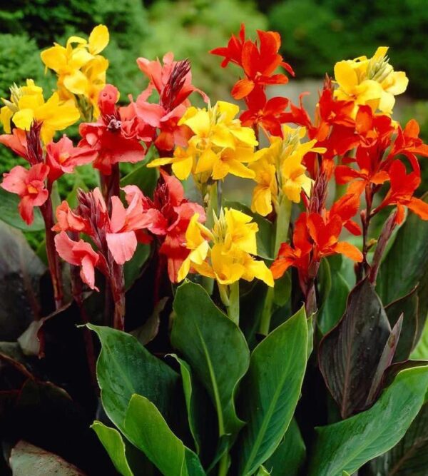 Votaniki Tall Canna Lily Mix Bulbs for Planting - Large Blooms, Perfect for Cut, Easy to Grow | Mixed Canna Lily Flowering Bulbs