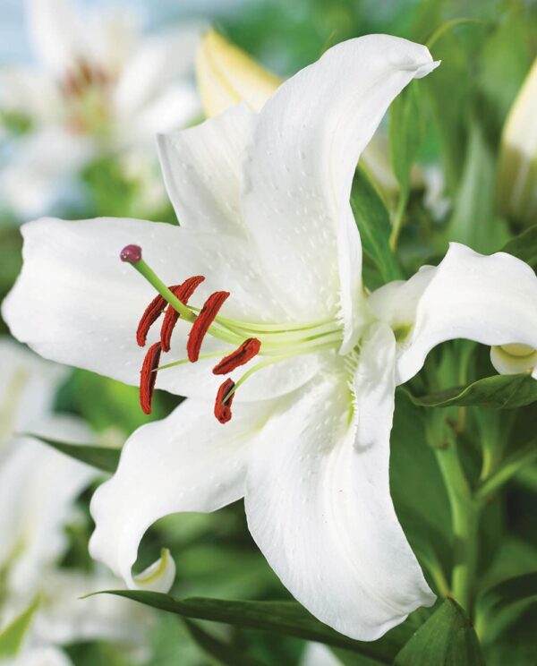 Votaniki Casa Blanca Oriental Lily Bulbs - Fragrant and Long-Lasting, Perennial Lily Flower Bulbs - Attracts Pollinators, Casa Blanca Lily Bulbs for Planting