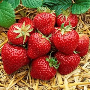 Honeoye Strawberry Plants Bare Root - 12 Bare Root Strawberry Plants Outdoor Garden Live Plants Dwarf Fruit Trees- Strawberry Seeds for Planting Extremely Hardy June-Bearing Strawberry Plant