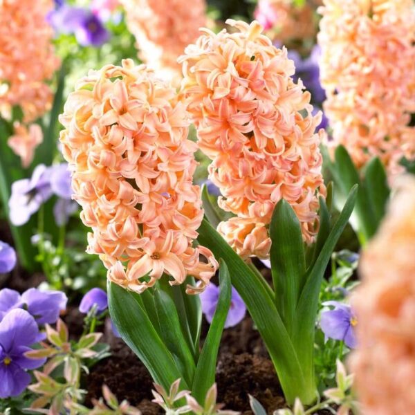 Votaniki Gypsy Queen Hyacinth Bulbs - Perennial (Dutch Hyacinth), Fragrant Blooms | Top Sized Hyacinth Bulbs 16/17 Cm - Spring Flower Bulbs