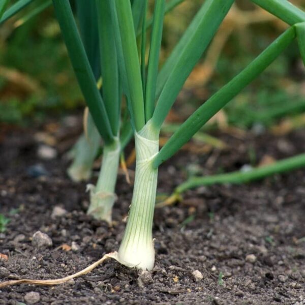 Votaniki Snowball White Onion Bulbs - Long Storage Life, Sweet Flavor Onions Set | Perfect Addition to Vegetable Garden - Easy to Grow