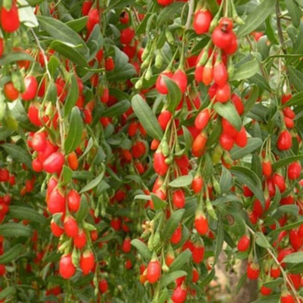 Votaniki Goji Berry 1-2 Ft Plant - Perennial with High Yield Goji Berry Plant | Great for Home and Garden - Easy to Grow, Low Maintenance, and Self-Pollinating Goji Berry Plant!