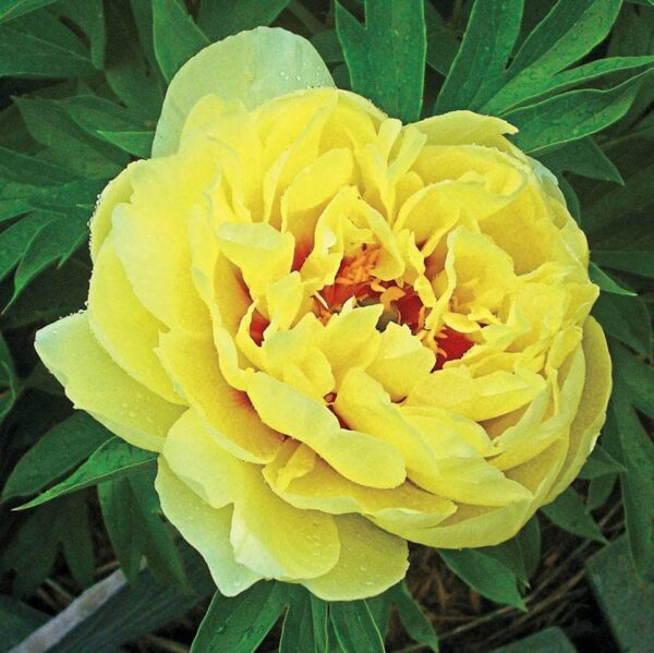 Votaniki XXL Bartzella Itoh Peony Bulbs for Planting - Large, Vibrant Yellow Flower - Perfect for Cutting - Easy to Grow XXL Size Tuber 10+ Eyes